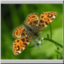 Araschnia levana - Landkaertchen 04.jpg